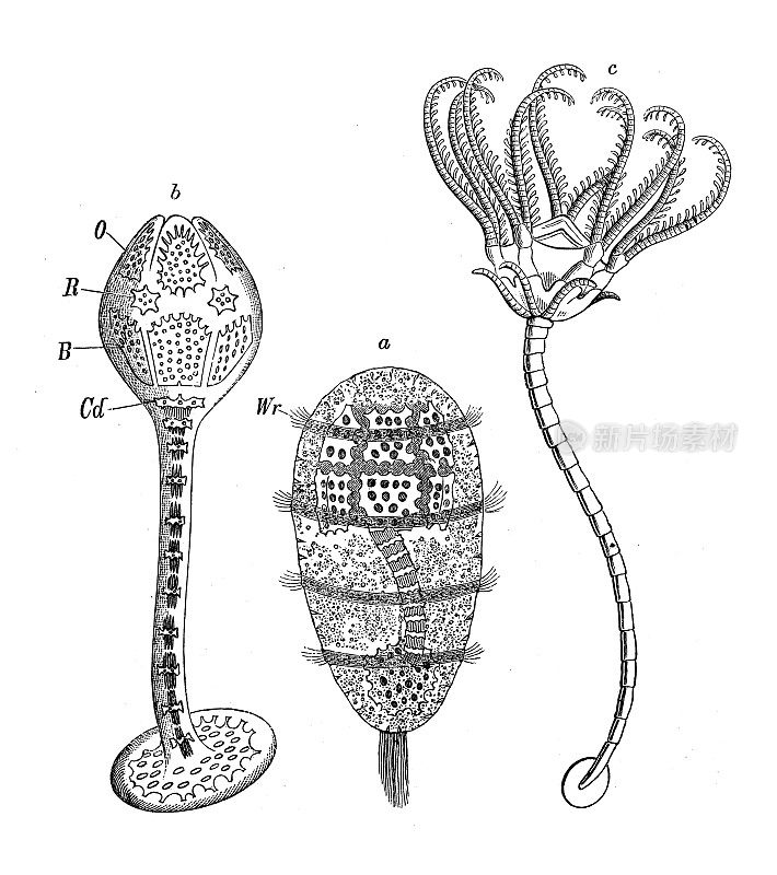 古董生物动物学图片:Comatula (Antedon)